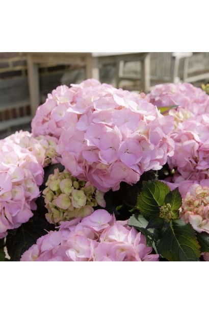 Гортензія великолиста Силкі Пінк рожеві квіти